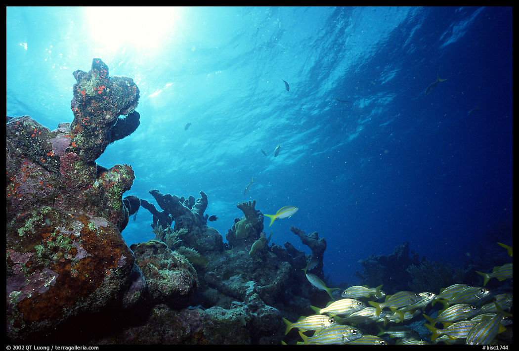 Smallmouth grunts and coral. Biscayne National Park, Florida, USA.