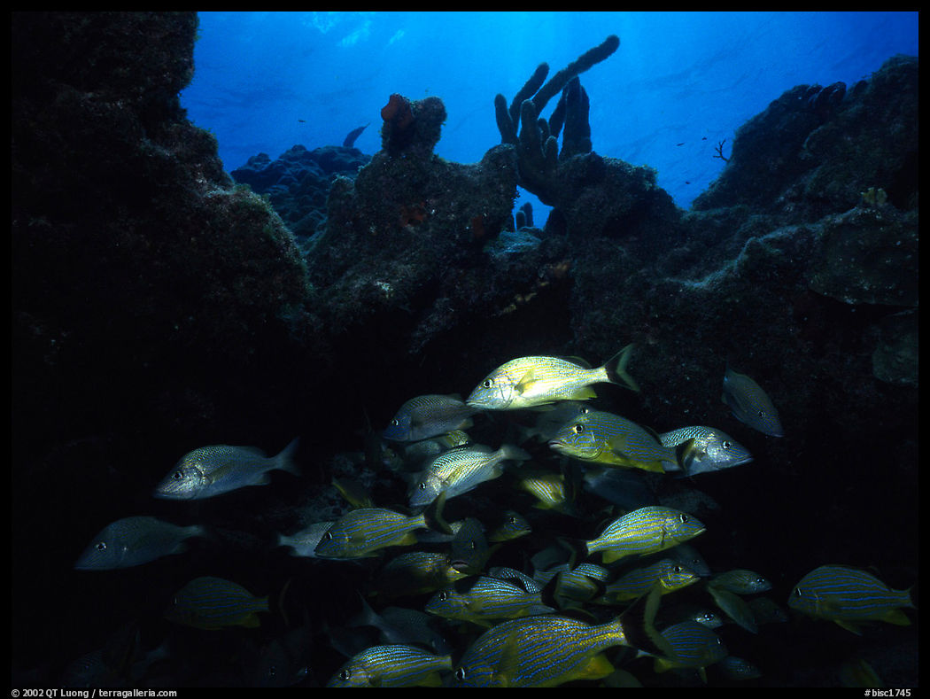 Smallmouth grunts under overhanging rock. Biscayne National Park, Florida, USA.