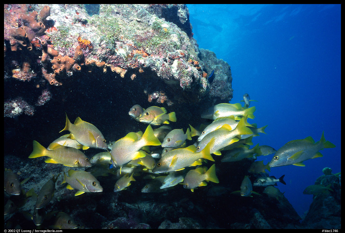 Yellow snappers under an overhang. Biscayne National Park, Florida, USA.