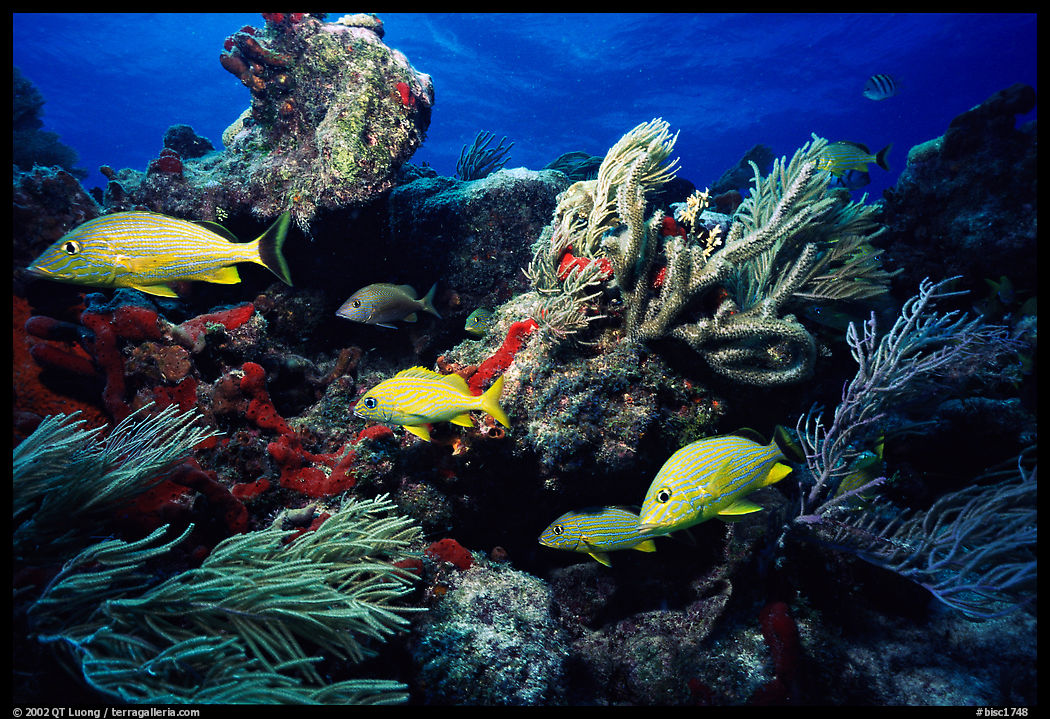 Yellow snappers and soft coral. Biscayne National Park, Florida, USA.