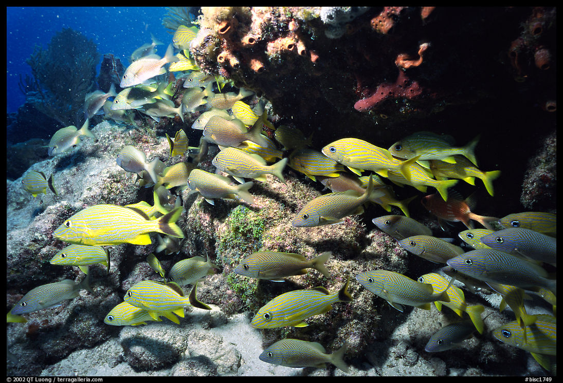 School of yellow snappers and rock. Biscayne National Park, Florida, USA.