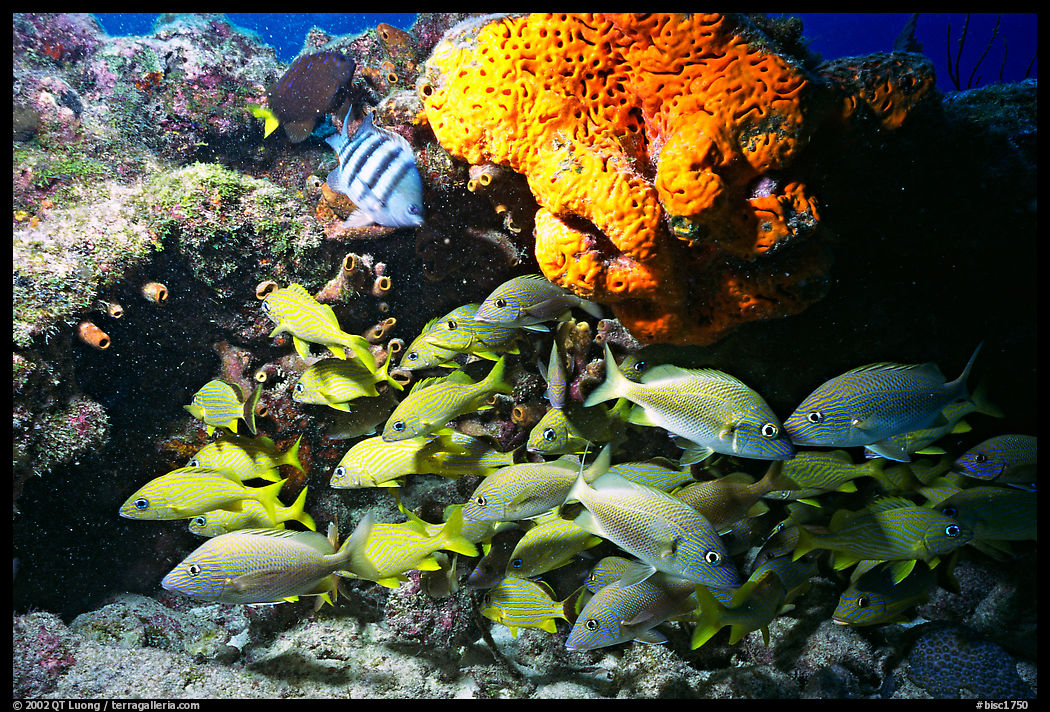 Yellow snappers and orange coral. Biscayne National Park, Florida, USA.