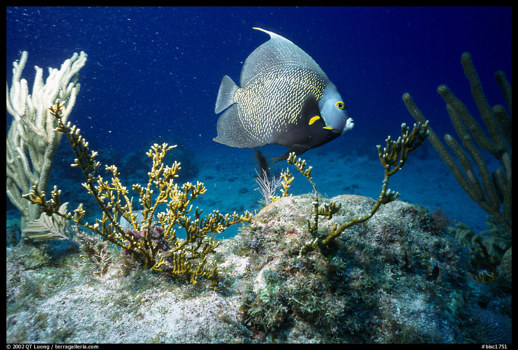 Fish. Biscayne National Park, Florida, USA.
