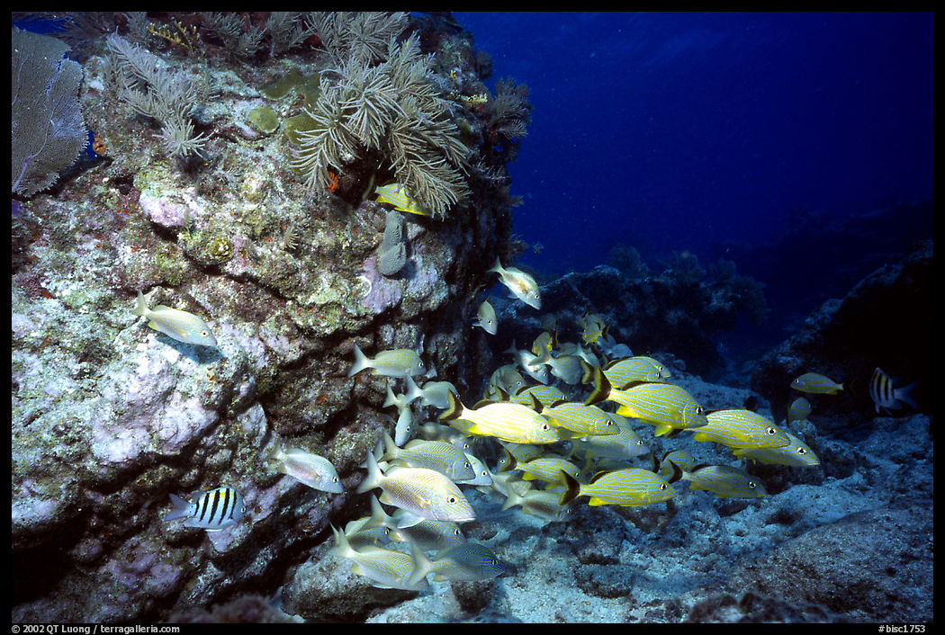 School of fish and rock. Biscayne National Park, Florida, USA.