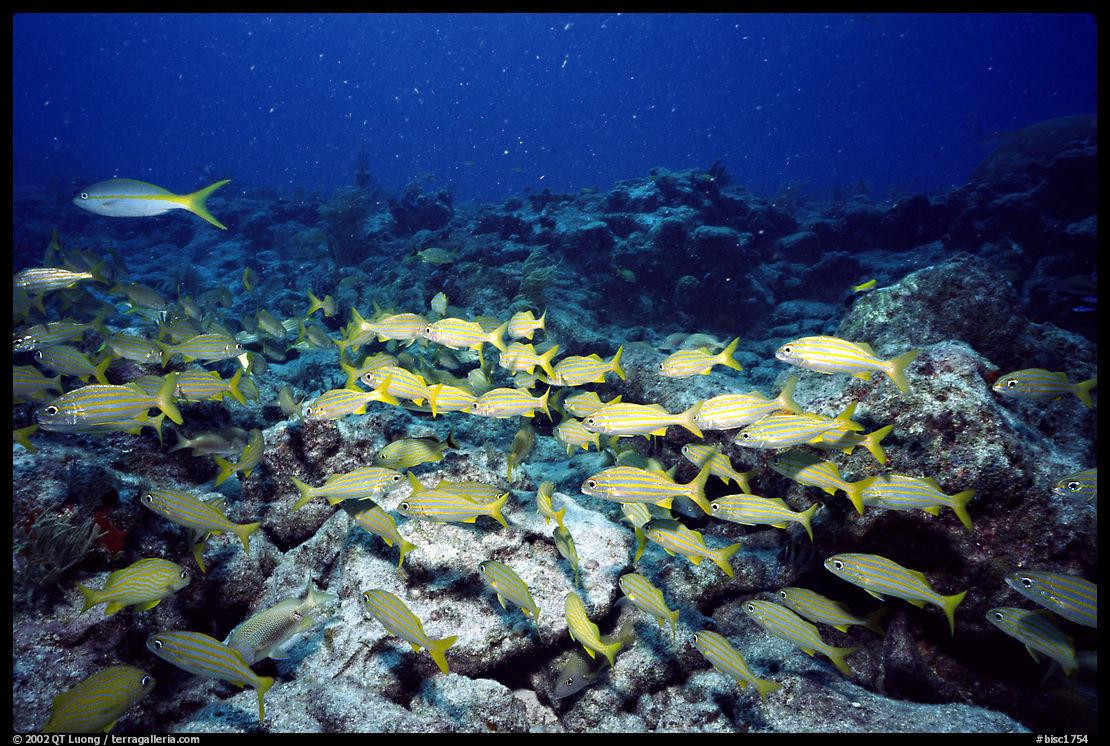 School of yellow snappers. Biscayne National Park, Florida, USA.