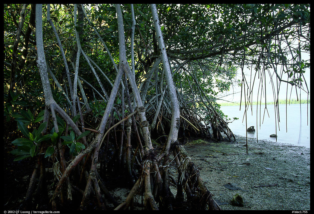 Mangroves on the shore at Convoy Point. Biscayne National Park, Florida, USA.