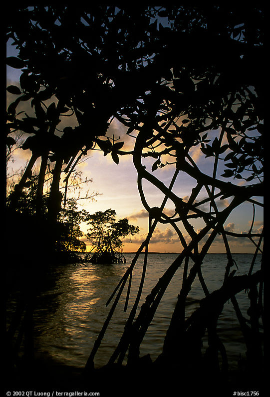 Biscayne Bay viewed through mangal at edge of water, sunset. Biscayne National Park, Florida, USA.