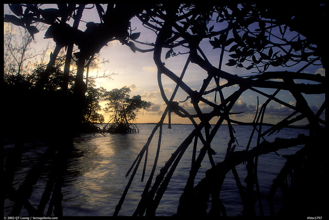 Biscayne Bay viewed through dense mangrove forest, sunset. Biscayne National Park, Florida, USA.