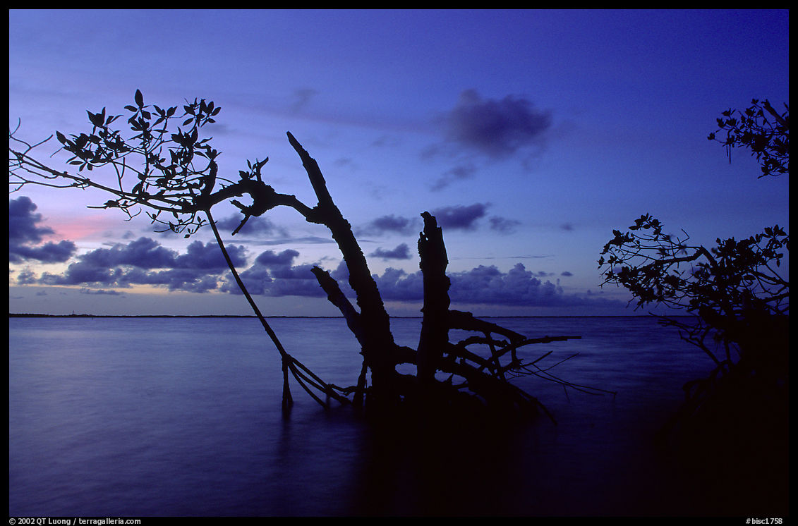 Biscayne Bay viewed through fringe of mangroves, dusk. Biscayne National Park, Florida, USA.