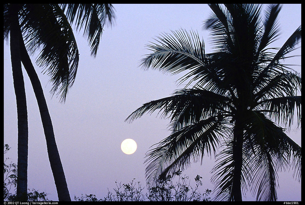 Palm trees and moon, Convoy Point. Biscayne National Park, Florida, USA.