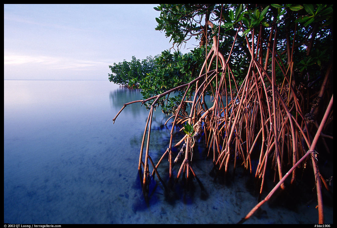 Mangal on Elliott Key, sunset. Biscayne National Park, Florida, USA.