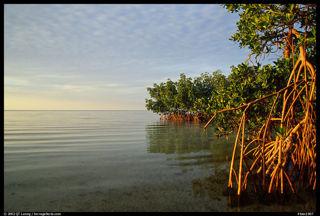 Mangrove shore of Elliott Key, sunset. Biscayne National Park, Florida, USA.