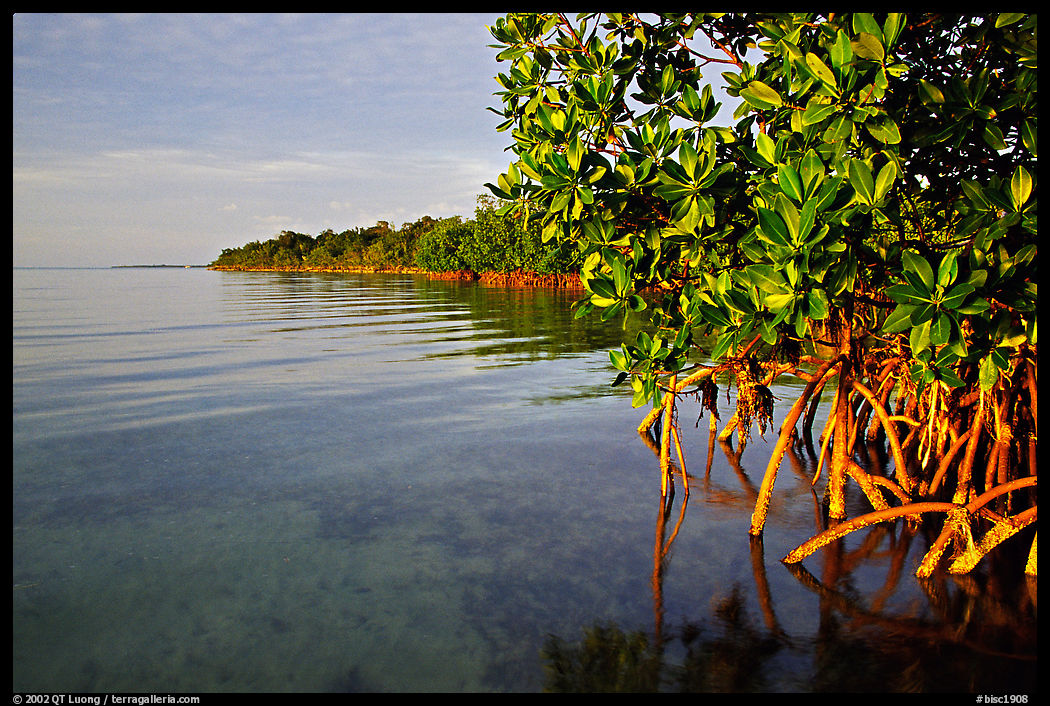 Coastal environment with mangroves,  Elliott Key, sunset. Biscayne National Park, Florida, USA.
