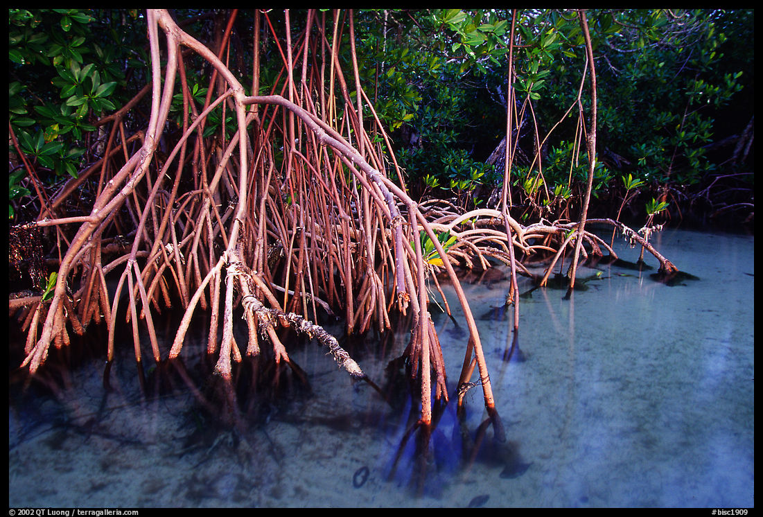 Mangrove (Rhizophora) root system,  Elliott Key. Biscayne National Park, Florida, USA.
