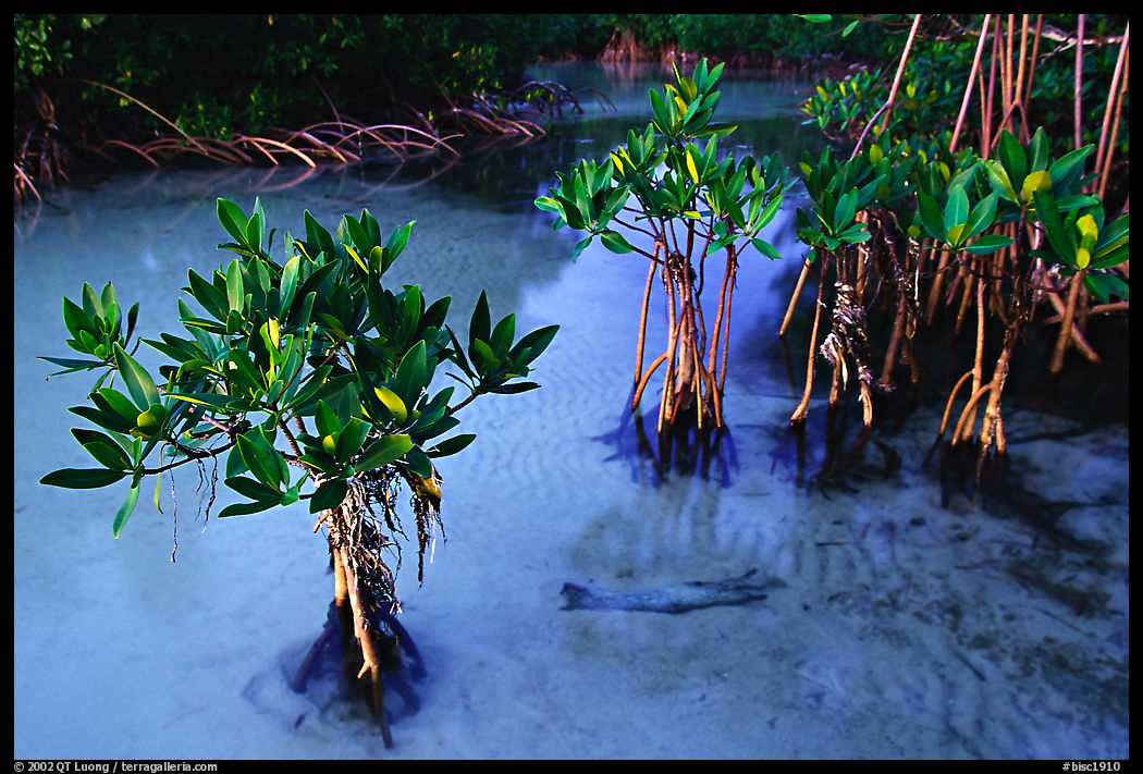 Small mangrove shrubs, Elliott Key. Biscayne National Park, Florida, USA.