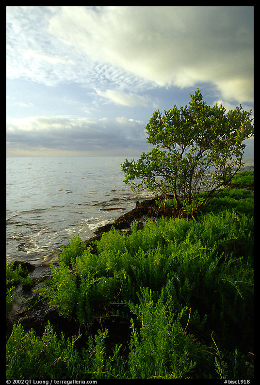 Saltwart plant community and tree on Atlantic coast, Elliott Key. Biscayne National Park, Florida, USA.