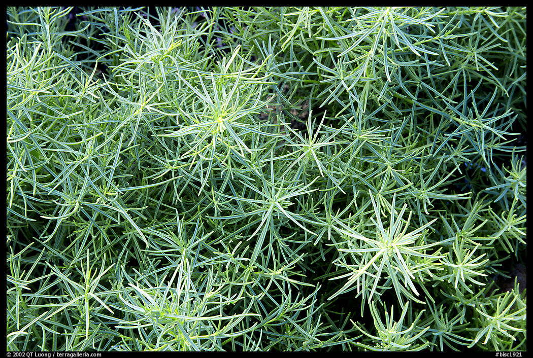 Shoreline plant detail. Biscayne National Park, Florida, USA.