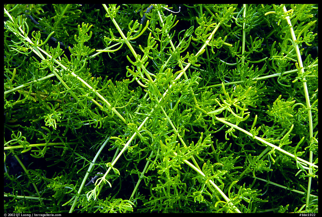 Saltwart plants close-up. Biscayne National Park, Florida, USA.