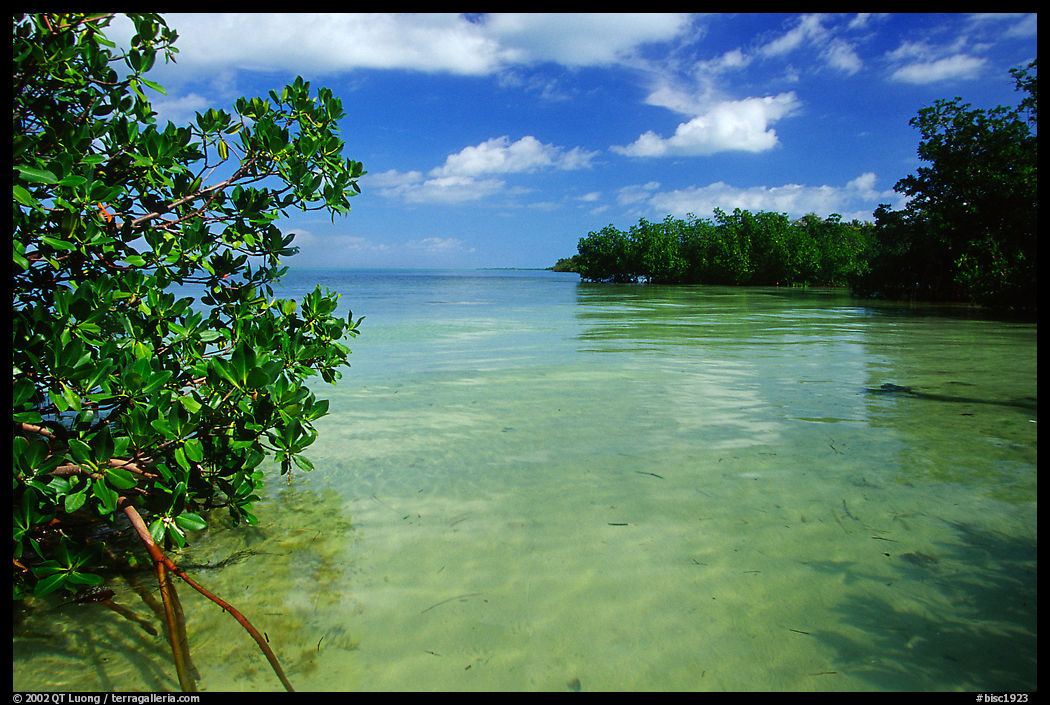 Mangrove forest on fringe of Elliott Key, mid-day. Biscayne National Park, Florida, USA.