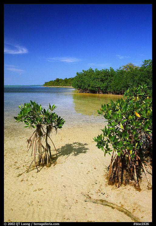 Mangrove shoreline on Elliott Key near the harbor, afternoon. Biscayne National Park, Florida, USA.