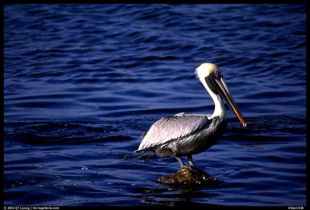Pelican. Biscayne National Park, Florida, USA.