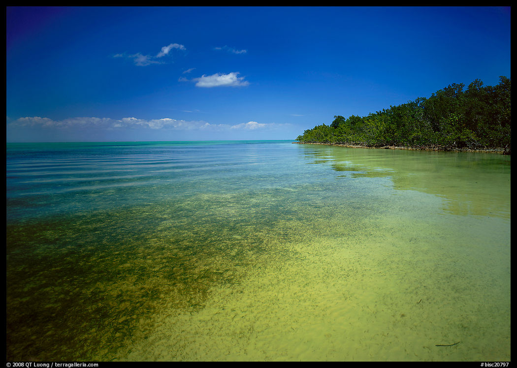 Shoreline and seagrass on Elliott Key near the harbor. Biscayne National Park, Florida, USA.