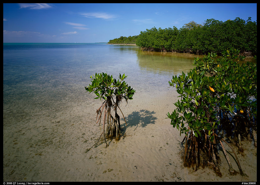 Depositional coastal environment with mangrove on Elliott Key, afternoon. Biscayne National Park, Florida, USA.