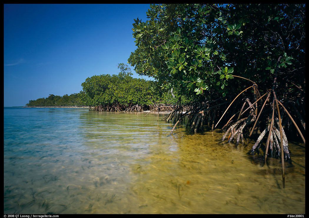 Mangrove trees in shallow water, Elliott Key, afternoon. Biscayne National Park, Florida, USA.