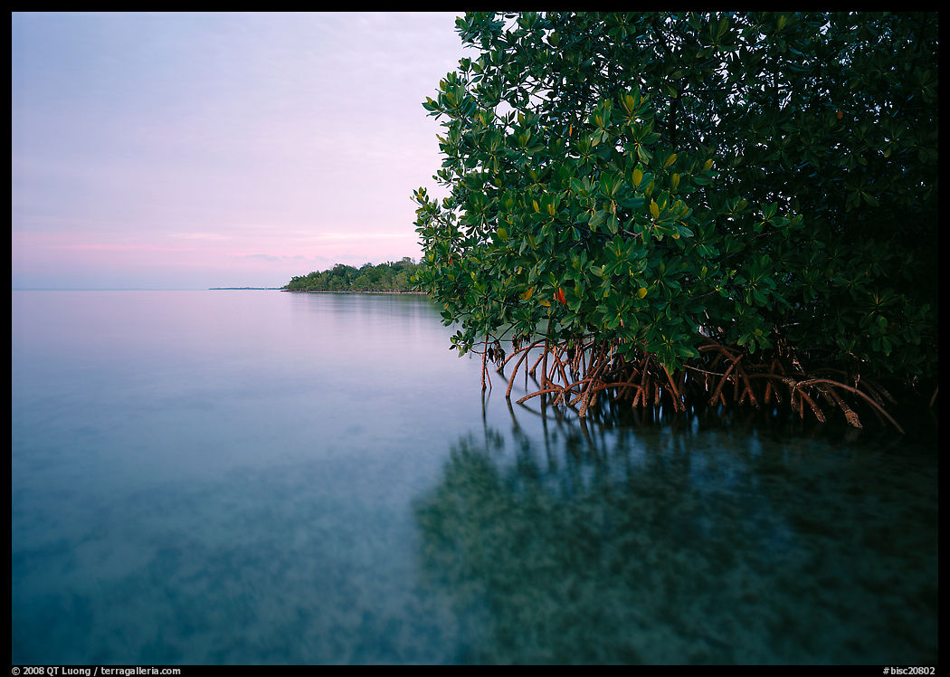 Coastal wetland community of mangroves at dusk, Elliott Key. Biscayne National Park