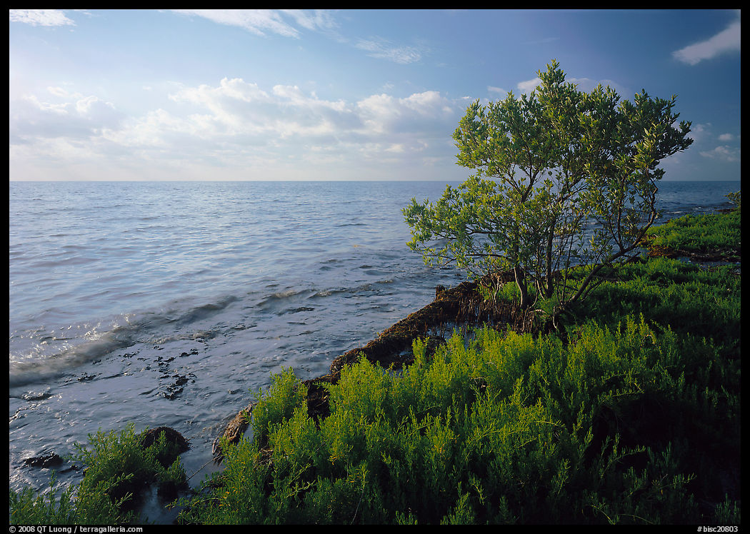 Saltwarts plants and tree on oceanside coast, early morning, Elliott Key. Biscayne National Park, Florida, USA.