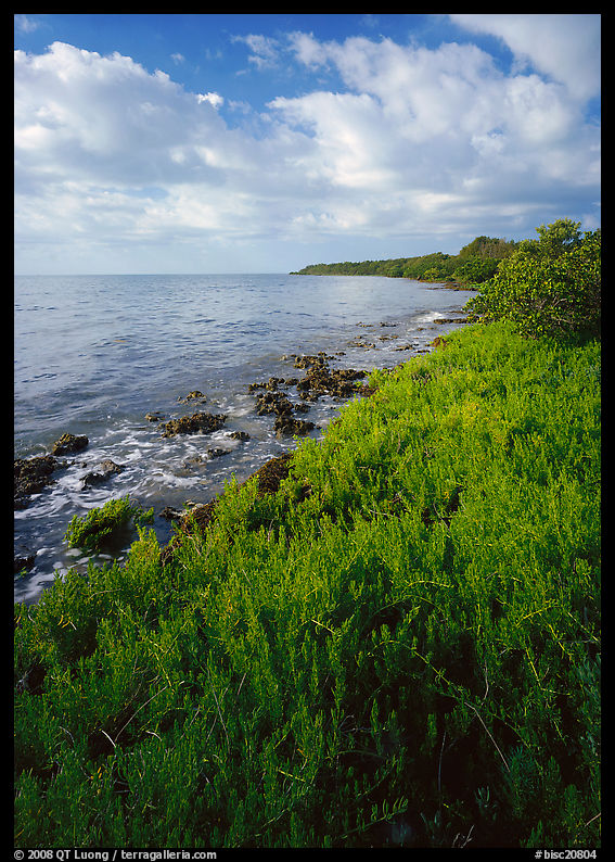 Saltwarts plants on outer coast, morning, Elliott Key. Biscayne National Park, Florida, USA.