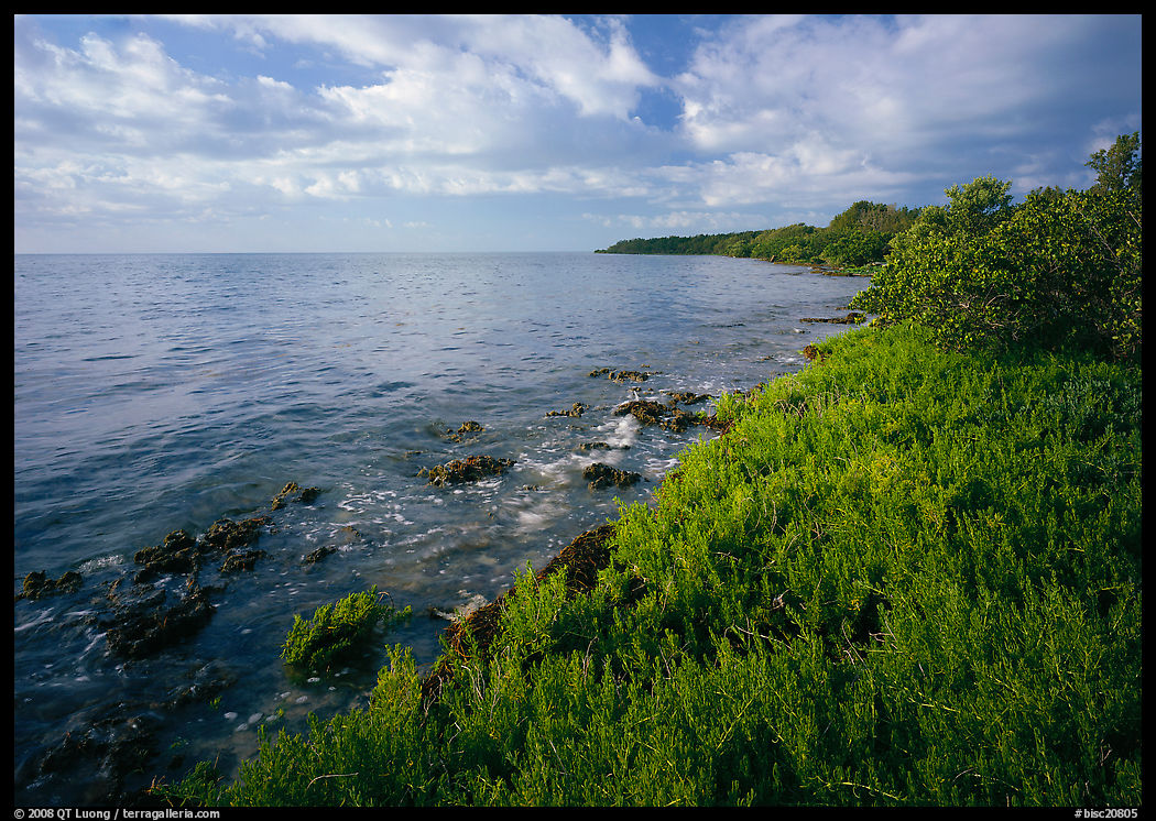 Saltwarts  on Atlantic ocean side, morning, Elliott Key. Biscayne National Park, Florida, USA.
