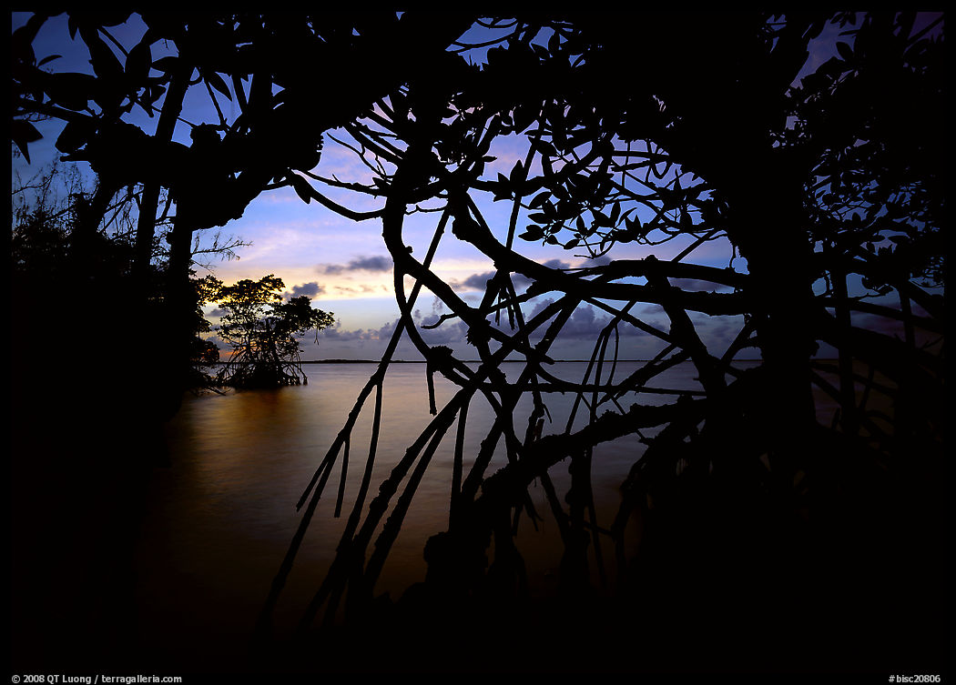 Silhouetted mangroves at dusk. Biscayne National Park, Florida, USA.
