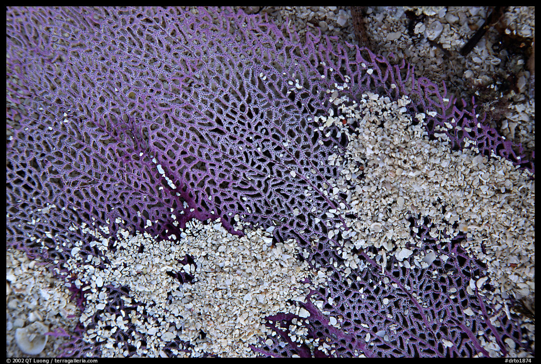 Beached fan coral. Dry Tortugas  National Park, Florida, USA.