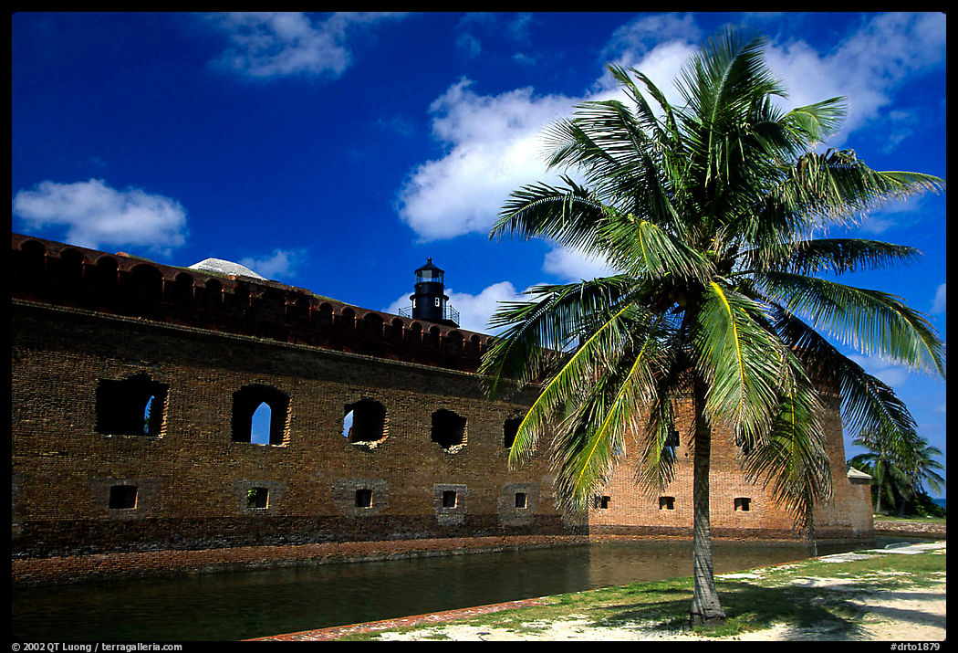 Palm tree and Fort Jefferson. Dry Tortugas  National Park, Florida, USA.