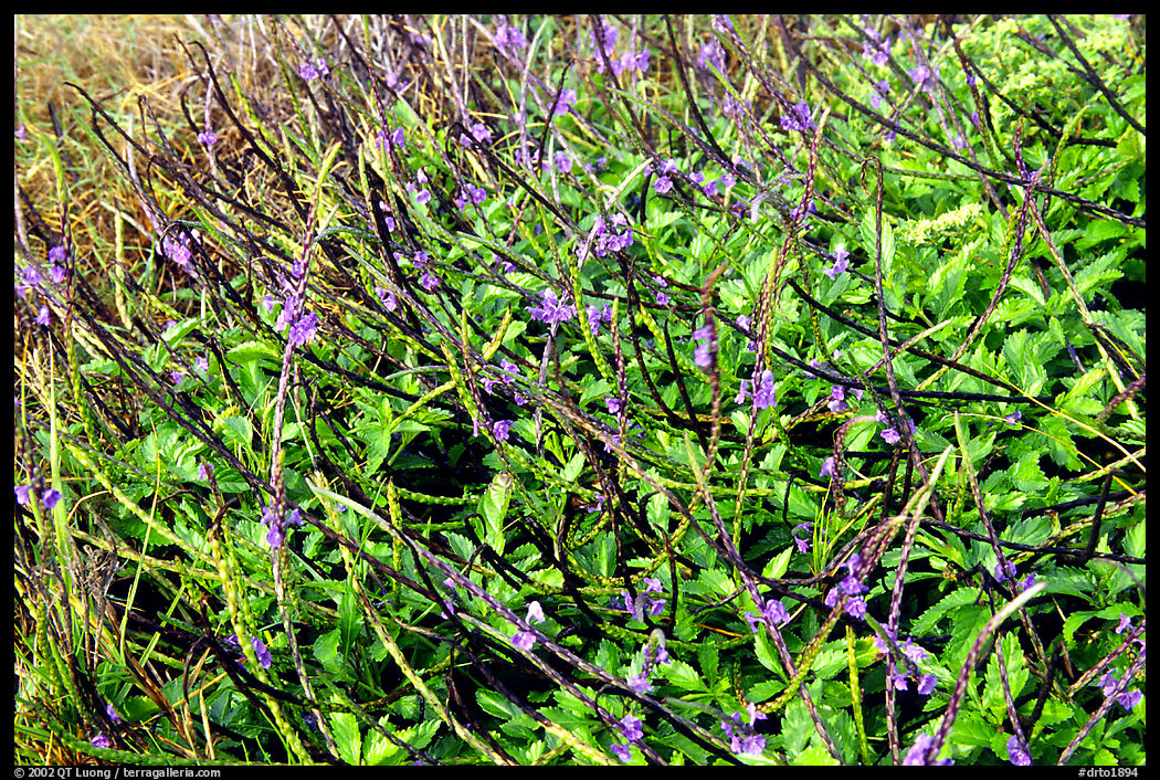 Plants with blue flowers. Dry Tortugas  National Park