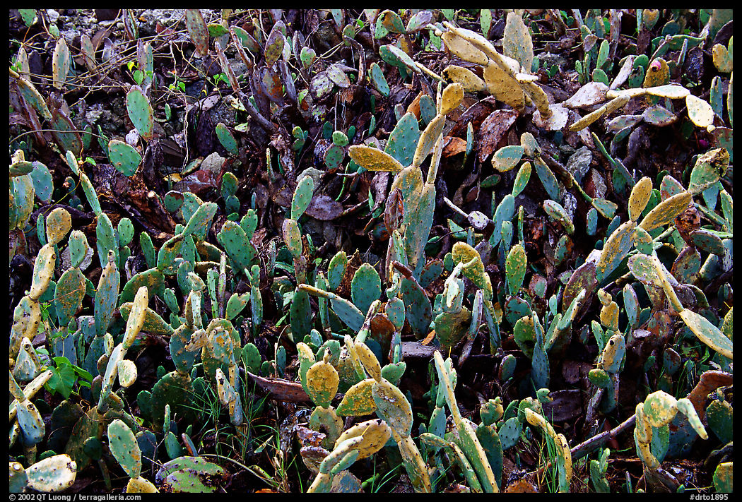 Cactus plants. Dry Tortugas  National Park