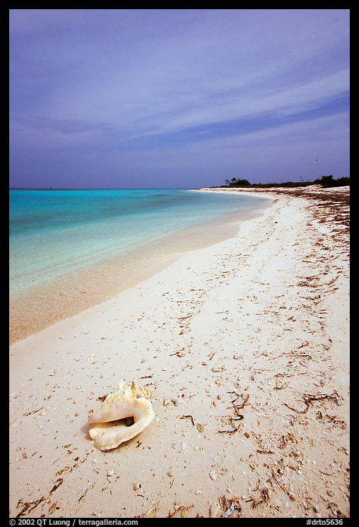 Conch shell and sandy beach on Bush Key. Dry Tortugas  National Park, Florida, USA.