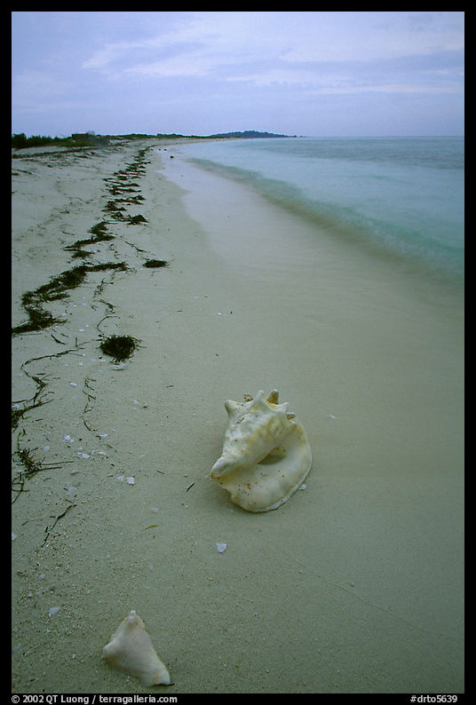 Conch shell and sand beach on Bush Key. Dry Tortugas  National Park, Florida, USA.
