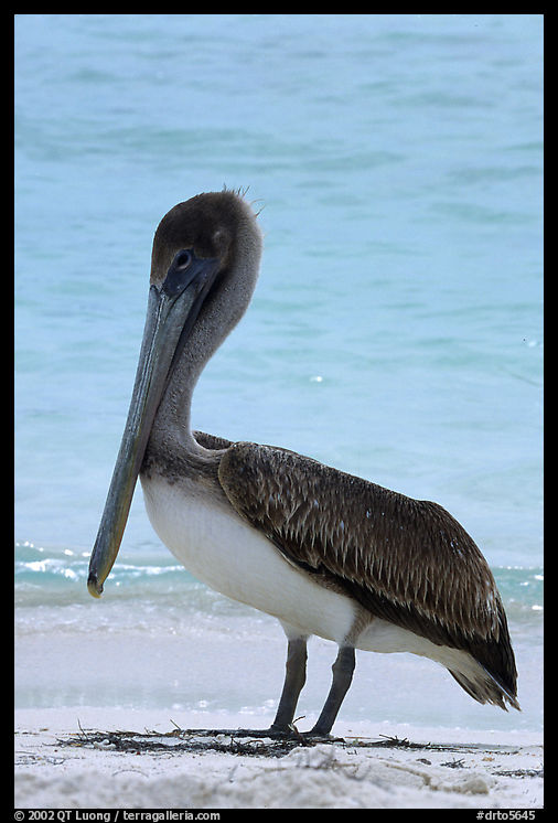 Pelican. Dry Tortugas  National Park, Florida, USA.