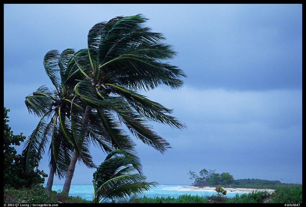 Palm trees windblown on a stormy day. Dry Tortugas  National Park, Florida, USA.