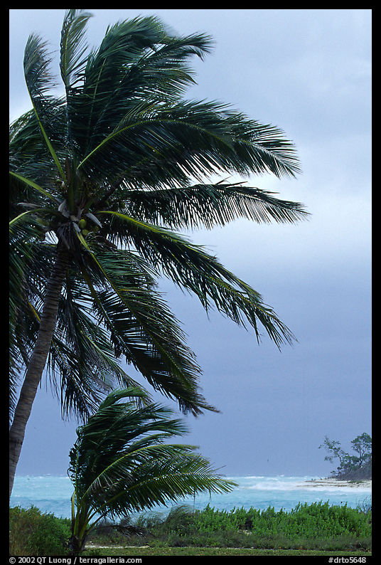 Wind in Palm trees. Dry Tortugas  National Park, Florida, USA.
