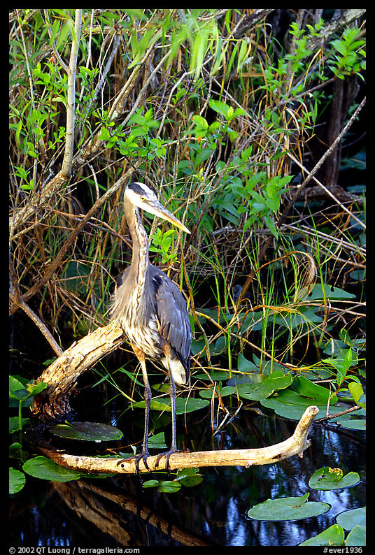 Great Blue Heron. Everglades  National Park, Florida, USA.