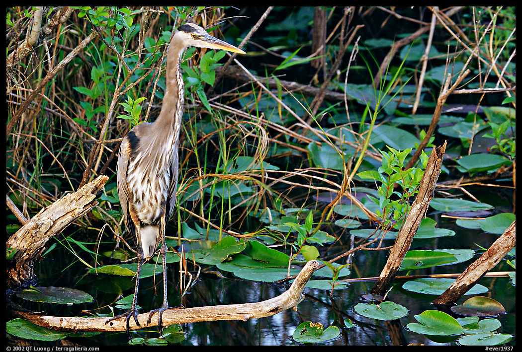 Great Blue Heron. Everglades  National Park, Florida, USA.