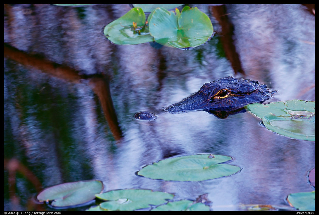 Alligator eye emerging from swamp. Everglades  National Park, Florida, USA.
