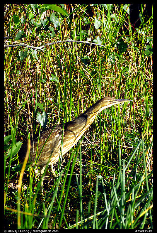 American Bittern. Everglades  National Park, Florida, USA.