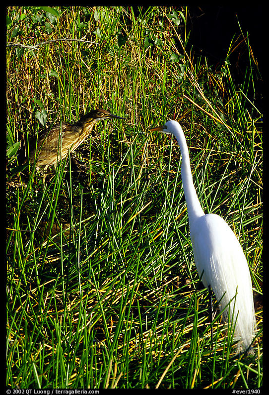 American Bittern and Great White Heron. Everglades  National Park, Florida, USA.