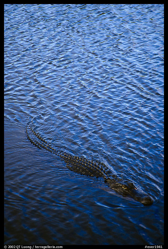 Alligator swimming. Everglades  National Park, Florida, USA.