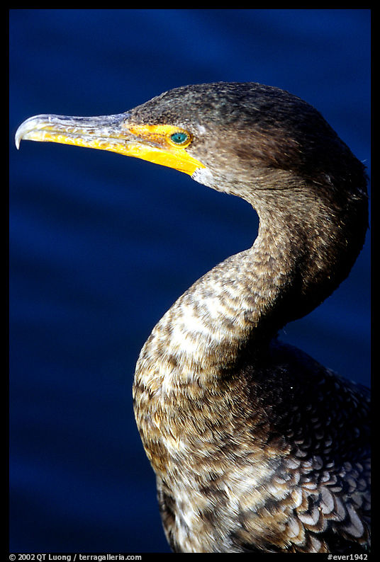 Cormorant. Everglades  National Park, Florida, USA.