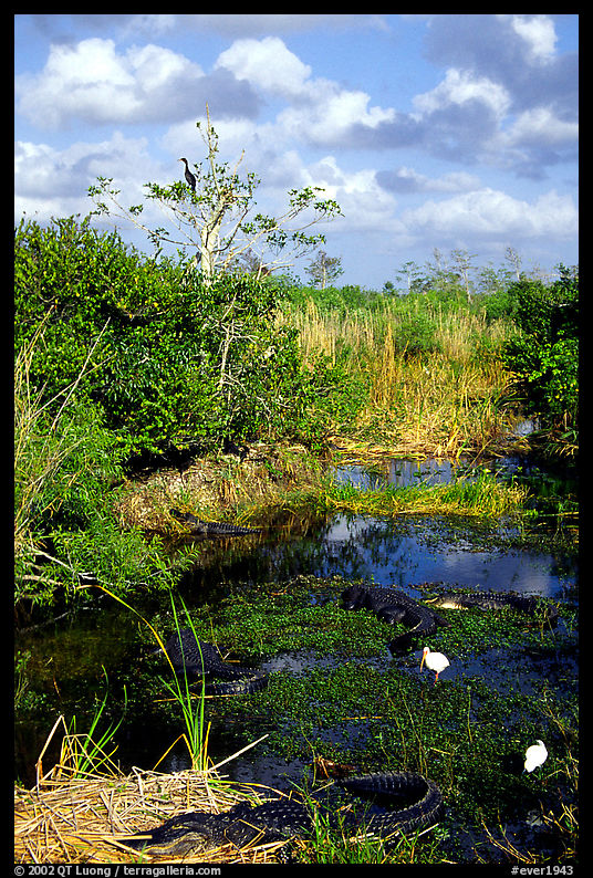 Egrets, alligators, ahinga, from the Ahinga trail. Everglades  National Park, Florida, USA.